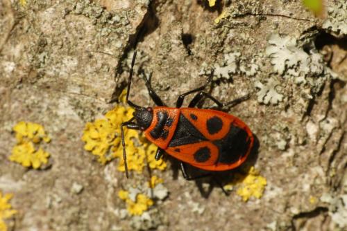 Réf. 248 619 : Pyrrhocoris apterus